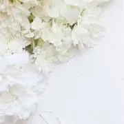 ゆきの画像