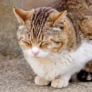 みゅん♪の画像