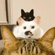 ユキの画像