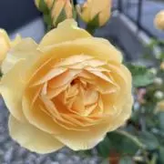 puriの画像