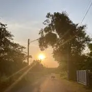 いちじくの画像