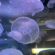 藤の画像