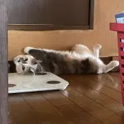 すーさん