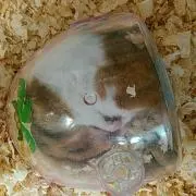 たむたむ☆