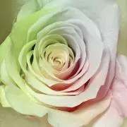 みーの画像