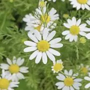 かもみーるの画像