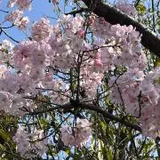さくらの画像