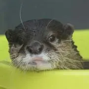 らんまる