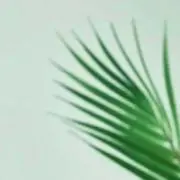 コメントなし購入可の画像