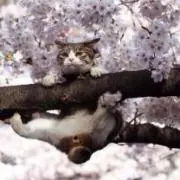 マッカラン