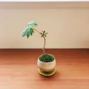 fangauの画像