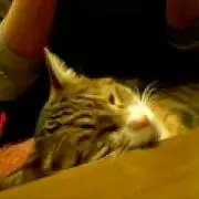 ちょび