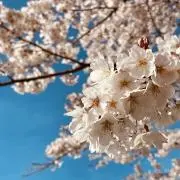 たかの画像