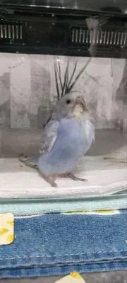 むっこ
