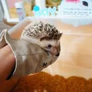 かなの画像