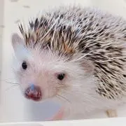 このの画像