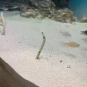 ゆか
