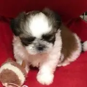 すー