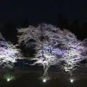 りんごの画像