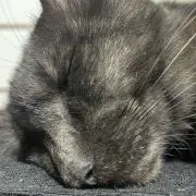 自己紹介読んで　Happy Homiesの画像