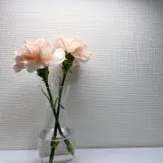 Tの画像