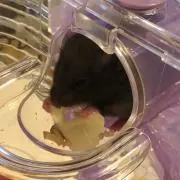 ゆきの画像