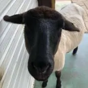 Ccccyouの画像