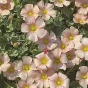 Tamaの画像