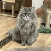beemoの画像