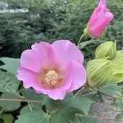 かぴこの画像