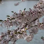 なおちゃんの画像