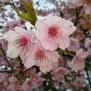 なっちゃん