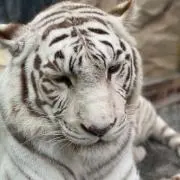 A様。