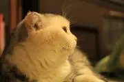 ゆかの画像