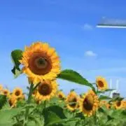 あんこ