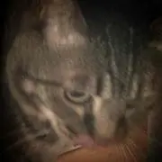 きゃつやの画像