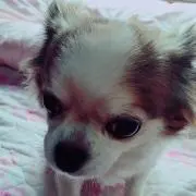 ふらの画像