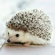 ぺとるすの画像