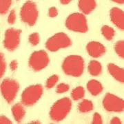 ribbon✴︎の画像