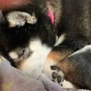 さくらん