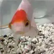 金魚の画像