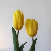 anの画像