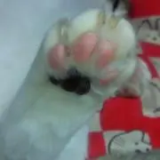 ちいねこの画像