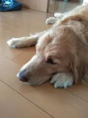 まる。