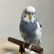 モリー
