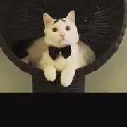 まい