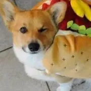 ぼふりんどっく