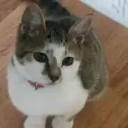 マサペコの画像