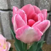 Ranの画像