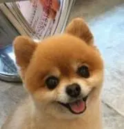 豆ぽめ